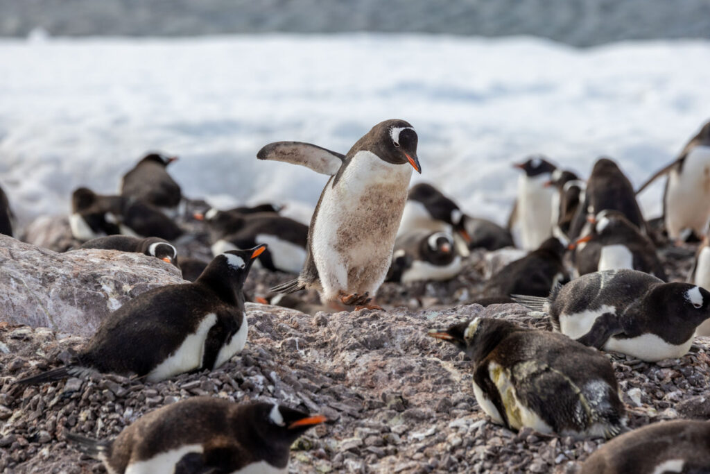 Antarctica Wildlife 3-medium