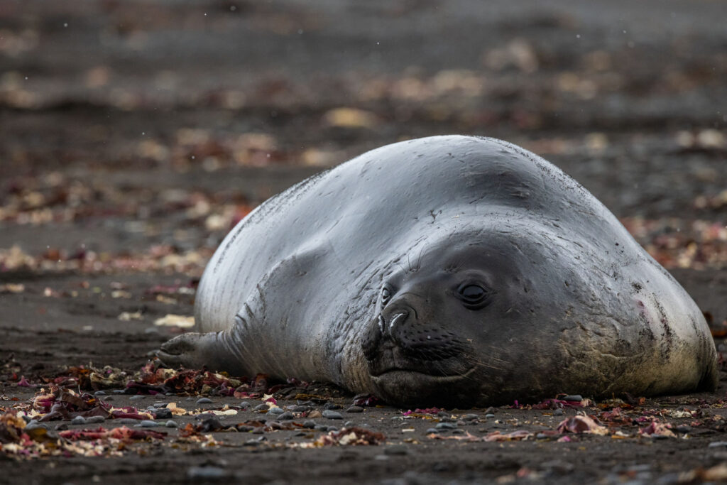 Antarctica Wildlife 6-medium