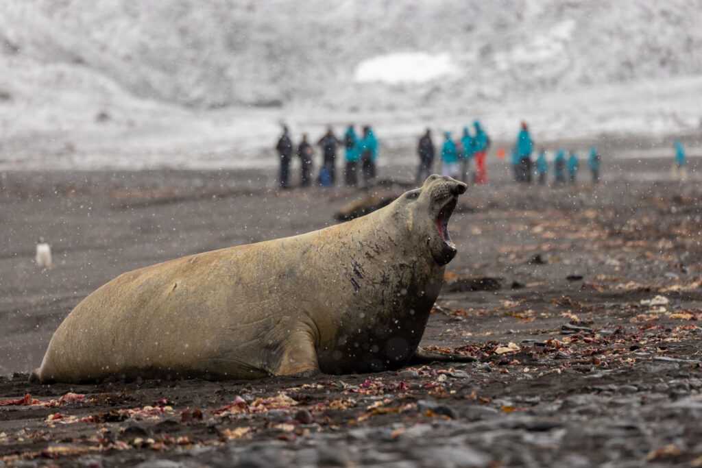 Fur Seal-medium